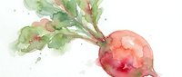 Watercolor illustration of a fresh red radish with green leafy tops and organic paint splashes on white background for culinary and organic food designs.
