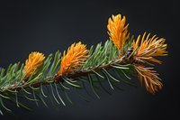 Vibrant orange pine tree buds on branch with green needles against dark background, showcasing spring growth in coniferous forest.