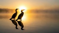 Silhouettes of cormorants perched on rocks in misty morning water at sunrise, ideal for wildlife and nature backgrounds.