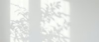 Soft natural light casting delicate plant shadows on white wall, creating minimalist abstract background for design and branding projects.