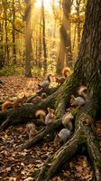 Squirrels gathering around moss-covered tree roots in golden autumn forest with warm sunlight filtering through colorful fall foliage and scattered leaves.