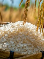 Fresh white rice grains in bamboo basket with rice plant stalks above, macro close-up showing detailed texture of uncooked rice in natural sunlight.