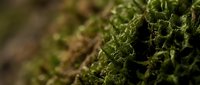 Close-up of vibrant green moss growing on forest floor, showing detailed texture and natural woodland environment for nature, botanical, and environmental design projects.