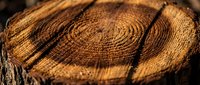 Close-up of tree trunk cross-section showing annual growth rings and natural wood texture patterns. Suitable for forestry, environmental, and nature-themed projects.