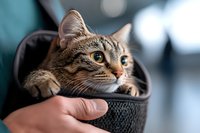 Curious tabby cat peeking out from black leather camera lens case held by photographer, with soft bokeh background and striking amber eyes in macro view.