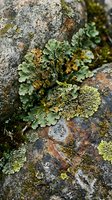 Colorful lichen growing on weathered granite rock surface creating natural textured pattern for botanical and environmental design projects.