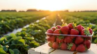 Fresh ripe strawberries in plastic container at organic farm field during golden hour sunset with green plants and irrigation rows in background.