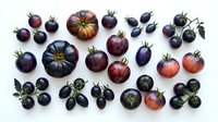Assorted purple and black heirloom tomatoes with green stems arranged on white background, showcasing organic vegetable variety for healthy cooking.