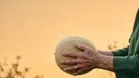Farmer holding fresh melon in hand against warm sunset sky, agricultural harvest and produce concept for farming, agriculture, and food industry marketing.