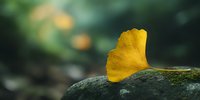 Vibrant yellow ginkgo leaf resting on dark stone against blurred green background, creating serene natural contrast in autumn garden setting.