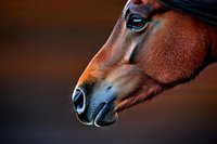 Close-up profile of bay horse head showing expressive blue eye and detailed facial features against dark background, dramatic lighting highlights muscular structure.