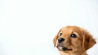 Adorable golden retriever puppy with expressive eyes on white background, isolated for pet care and animal lover designs.
