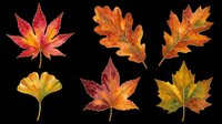 Autumn maple and oak leaves in red, orange, and yellow tones isolated on transparent background. Ready for clipart, t-shirt design, stickers, sublimation, and print-on-demand projects.