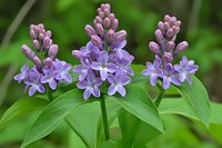 Purple lilac flowers blooming on green stems with lush foliage in spring garden setting for nature photography and botanical designs.