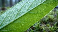 Fresh green leaves with water droplets after rain, showing natural texture and botanical details for nature and environmental projects.