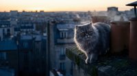 Fluffy gray Persian cat standing on a rooftop ledge at sunset, with a sprawling city skyline glowing softly in the background.