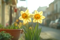 Two bright yellow daffodils blooming in urban street setting with blurred city background. Spring flowers in terracotta pot for garden and seasonal decor.