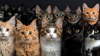 Group of nine diverse cats with different fur colors and patterns looking directly at camera, featuring Maine Coon, tabby, black, and bicolor breeds arranged in rows.