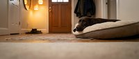 Relaxed brown dog resting on beige carpet in modern entryway with warm lighting, wooden door, and coat rack for home interior design and pet lifestyle content.
