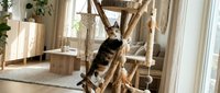 Tabby cat climbing wooden cat tree structure in bright sunlit living room with natural light from windows, suitable for pet care, furniture, and home decor content.