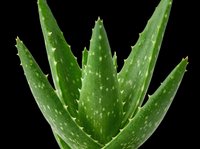 Aloe vera plant with thick green leaves and spiky edges, isolated on transparent background, ready for stickers, t-shirt design, print on demand, and sublimation.