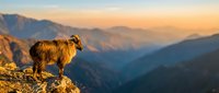 Wild mountain sheep standing on rocky cliff edge during golden hour sunrise with dramatic valley landscape and distant peaks in warm light.