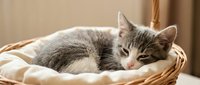 Adorable gray and white tabby kitten sleeping peacefully in wicker basket with soft cream blanket, perfect for pet care and animal welfare campaigns.
