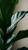 Fresh green houseplant leaves with water droplets in natural light creating peaceful indoor botanical atmosphere for home decor and wellness concepts.