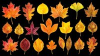 Autumn leaves collection in vibrant fall colors including maple, ginkgo, and birch leaves isolated on transparent background. Ready for t-shirt designs, clipart, stickers, and print-on-demand projects.