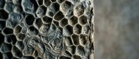 Empty wasp nest honeycomb structure with hexagonal cells showing detailed natural architecture and weathered gray texture for educational content.