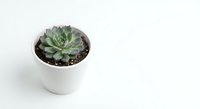 Small green succulent plant in white ceramic pot on clean white background for home decor and gardening projects.