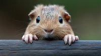 Curious gerbil with bright blue eyes peeking over wooden surface, tiny paws gripping edge against blurred green background. Close up portrait showing detailed fur and whiskers.
