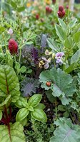 Organic vegetable garden with mixed herbs, leafy greens, red clover flowers and purple kale growing together in sustainable home gardening setup.