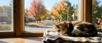 Cozy tabby cat resting on sunny windowsill overlooking autumn street with colorful fall foliage trees creating peaceful indoor scene for home decor concepts.