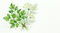 Watercolor bouquet of fresh parsley and dill tied with twine, painted in soft green tones on a white background, perfect for culinary and nature designs.