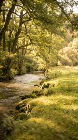 Serene woodland stream flowing through lush green forest with mature trees creating natural canopy, moss-covered banks, and dappled sunlight filtering through foliage for nature and landscape design.