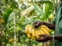 Farmer with dark skin tone holding fresh yellow bananas in plantation setting, agricultural harvest and tropical fruit production.