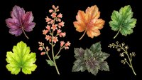 Autumn and spring leaf collection isolated on transparent background, ready for t-shirt design, clipart, stickers, sublimation and print-on-demand projects.