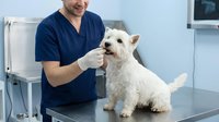 Veterinarian examining white dog in clinic, checking teeth and oral health during medical checkup appointment.