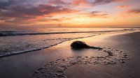 Tranquil ocean sunset with gentle waves washing over sandy beach and dark rock formation creating peaceful coastal scene for relaxation and travel content.