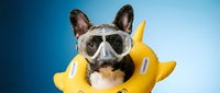 Fawn and white French Bulldog wearing diving goggles and yellow inflatable arm floats against blue background, ready for summer water activities and vacation fun.