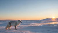 Arctic fox standing on snowy landscape during golden hour sunset with mountains in background creating serene winter wilderness scene.