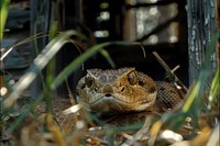 Close-up portrait of South American Bushmaster snake head among grass and leaves, showing detailed scales and piercing eyes in natural habitat setting.