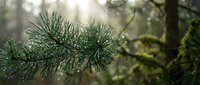 Fresh pine branch with water droplets in soft focus forest background, natural evergreen foliage for seasonal designs and nature concepts.