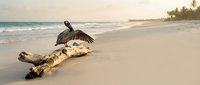 Pelican perched on driftwood log at tropical beach during golden hour sunset with palm trees and turquoise ocean waves in background.