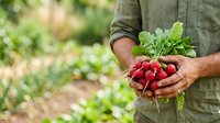 Farmer holding fresh red radishes with green leaves in hands at harvest time in vegetable garden.