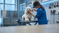 Professional female veterinarian examining adorable white poodle puppy on metal table in modern clinic with medical equipment and bright windows.
