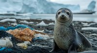 Harbor seal on rocky beach with glaciers in background, environmental conservation concept highlighting marine pollution and climate change impact on Arctic wildlife.