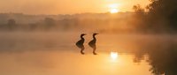 Silhouettes of two cormorants standing in misty water at sunrise, with golden sunlight reflecting on calm surface and trees in background fog.