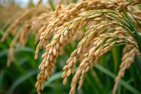 Golden rice grains on stalks in paddy field, close-up view showing mature crop ready for harvest in agricultural landscape.